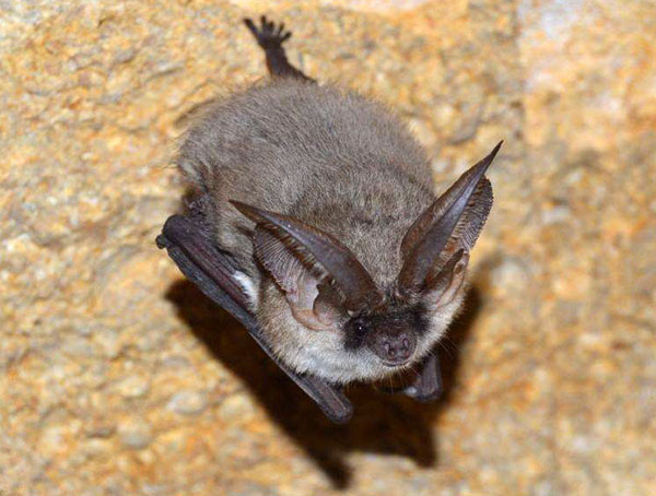 Graues Langohr (Plecotus austriacus)